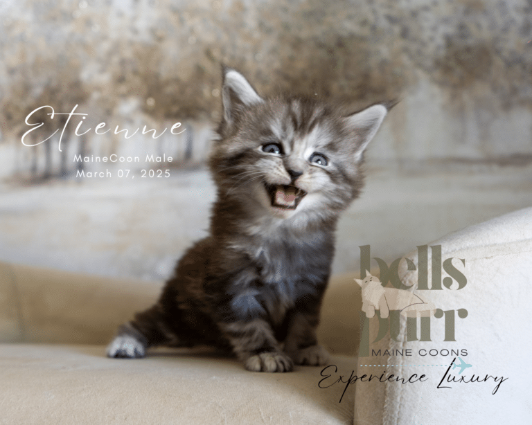 Etienne Black Silver Tabby Maine Coon Kitten for Sale 3