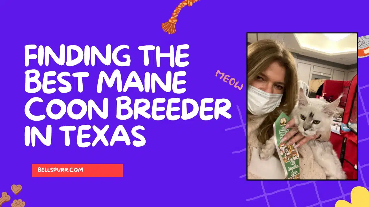 Finding the Best Maine Coon Breeder in Texas