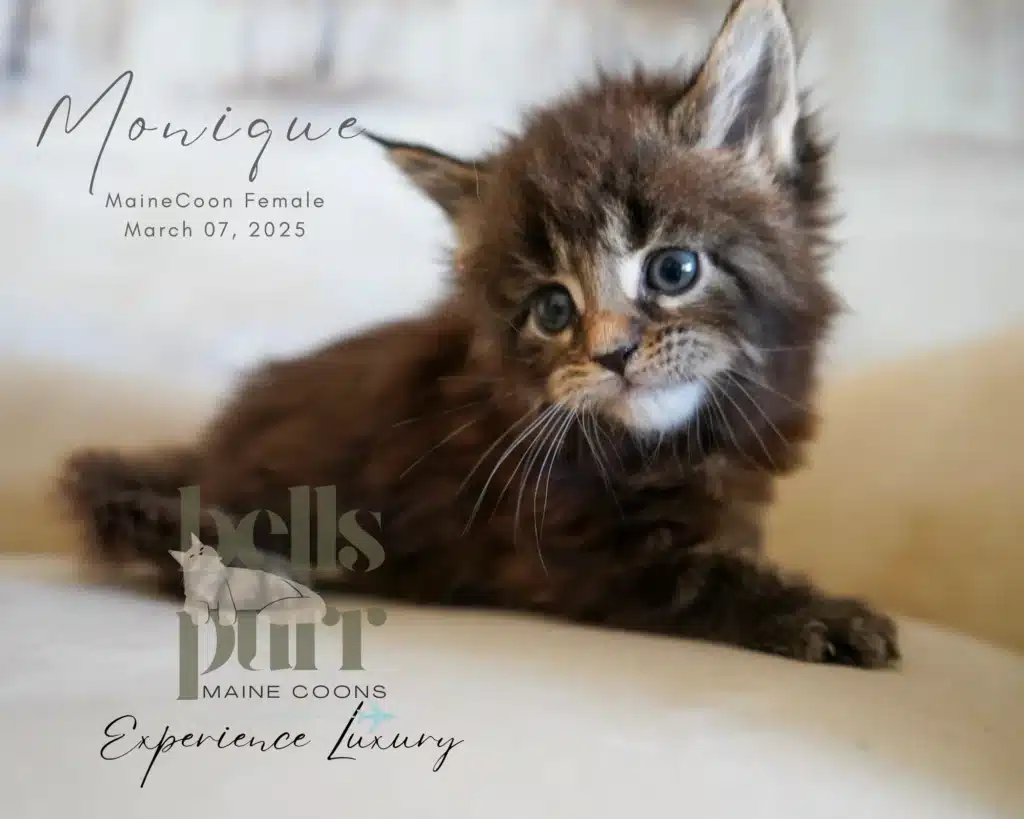 Monique Black Tabby Maine Coon Kitten for Sale