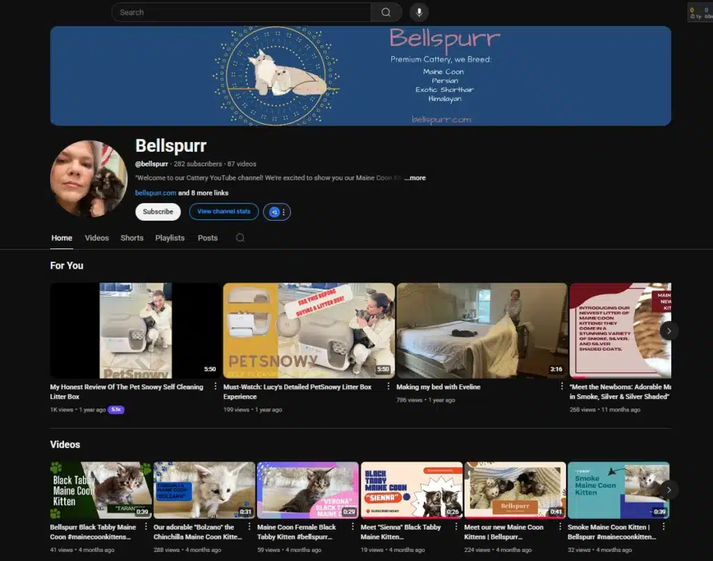 Bellspurr maine coon breeder youtube account