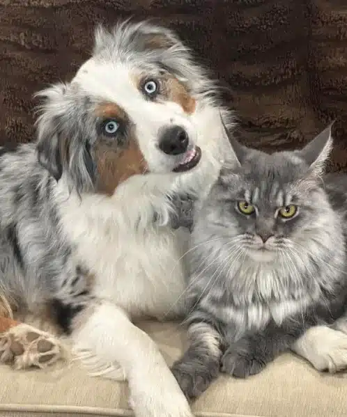 the Ultimate Guide to Understanding Maine Coon Size and Personality