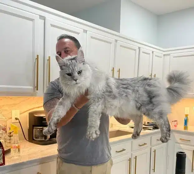 the Ultimate Guide to Understanding Maine Coon Size Traits and How to Identify Them