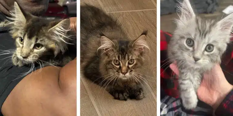 How to Identify a Maine Coon the M Markings