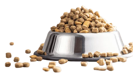Nutritious Cat Food for Maine Coon Kittens for Sale
