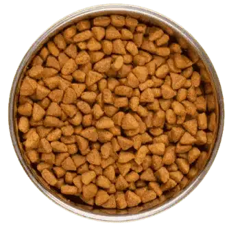 Top Down View of Nutritious Cat Food for Maine Coon Kittens for Sale