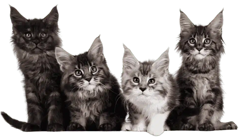 Maine Coon Kittens for Sale
