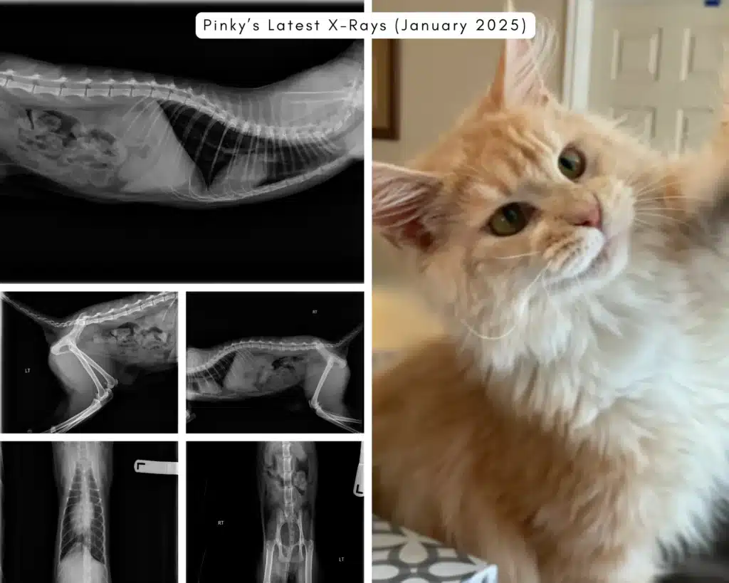 Bellspurr maine coon health screening hip dysplasia