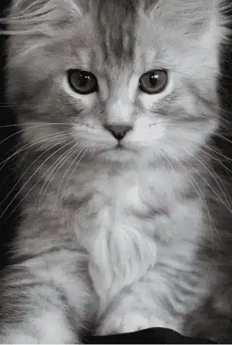 Unique Colored Maine Coon Kittens for Sale