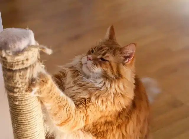How to Choose Best Maine Coon Cat Trees