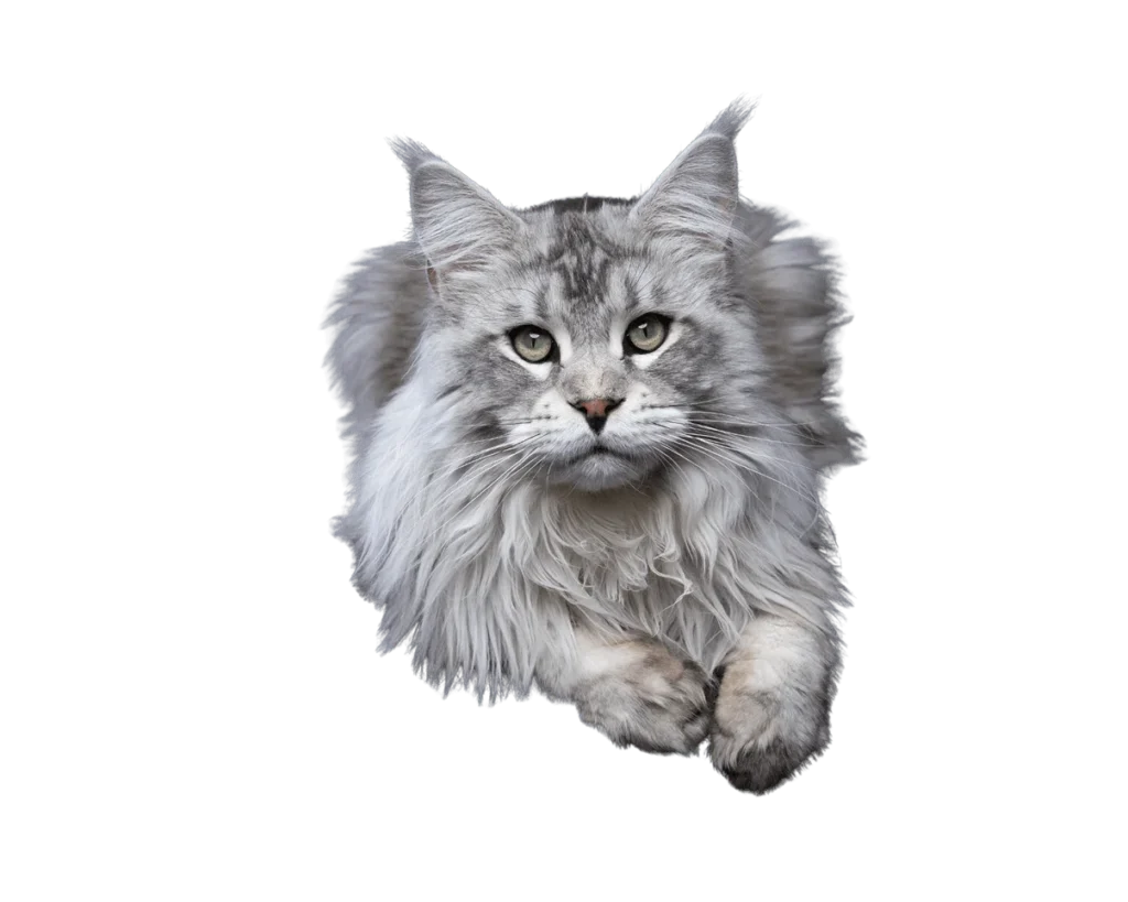 Maine Coon Cat Breed