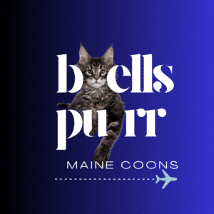 Maine Coon kittens for sale – Bellspurr