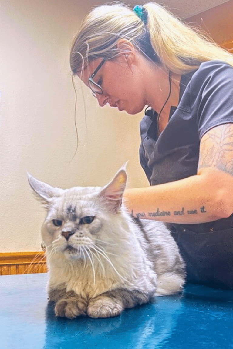 Breeze a Bellspurr Maine Coon Being Examined by a Licensed Vet During Follow up Care