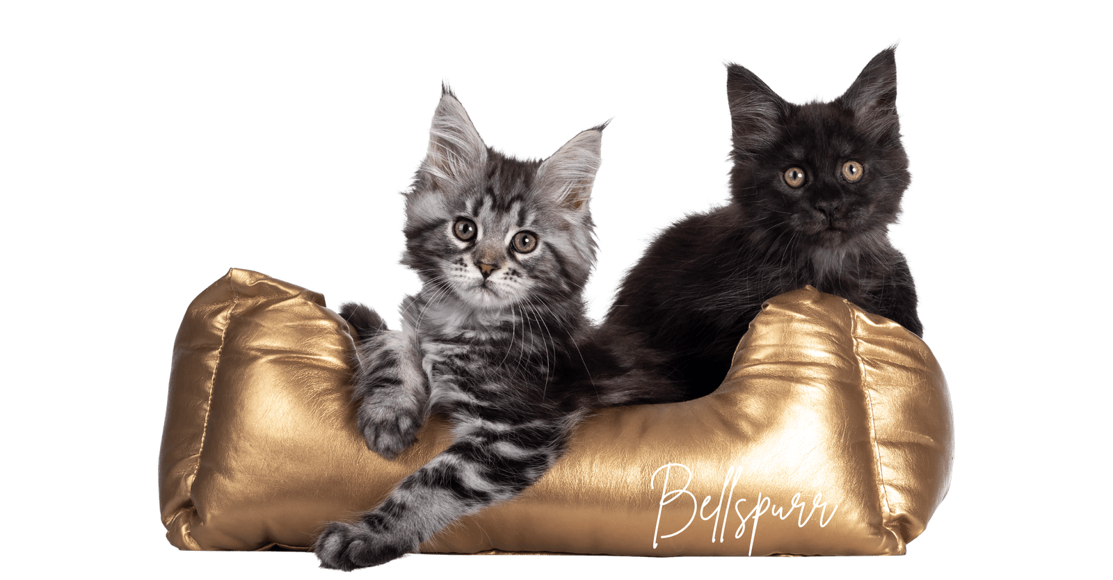 Maine Coon Kittens Near Me Maine Coon Kittens Near Me Delivered Nationwide