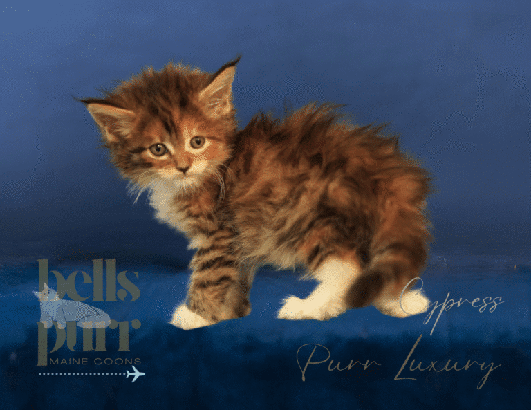 Cypress  Calico Female Maine Coon Kitten for Sale