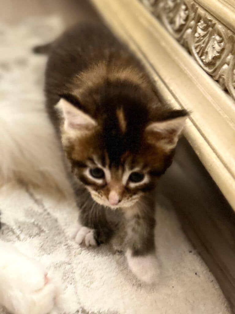 Black Tabby Female Maine Coon Kitten from Bellspurr
