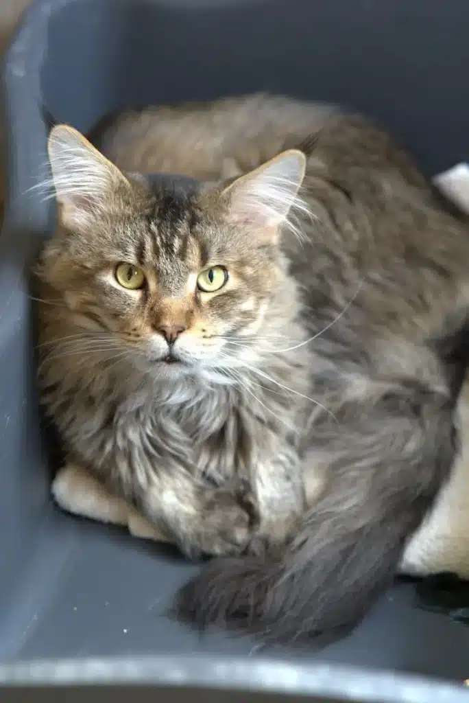Black Amber Classic Tabby Maine Mom Makse