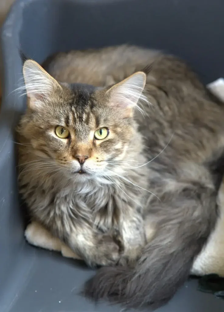 Makse Black Amber Classic Tabby Maine Coon Black Amber Classic Tabby Maine Mom Makse