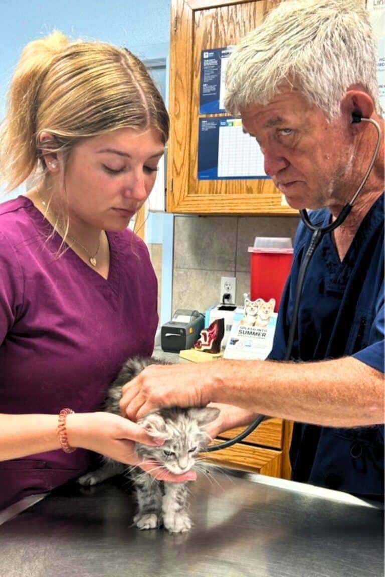 Dr Elbel Performing a Wellness Check on a Bellspurr Maine Coon Kitten