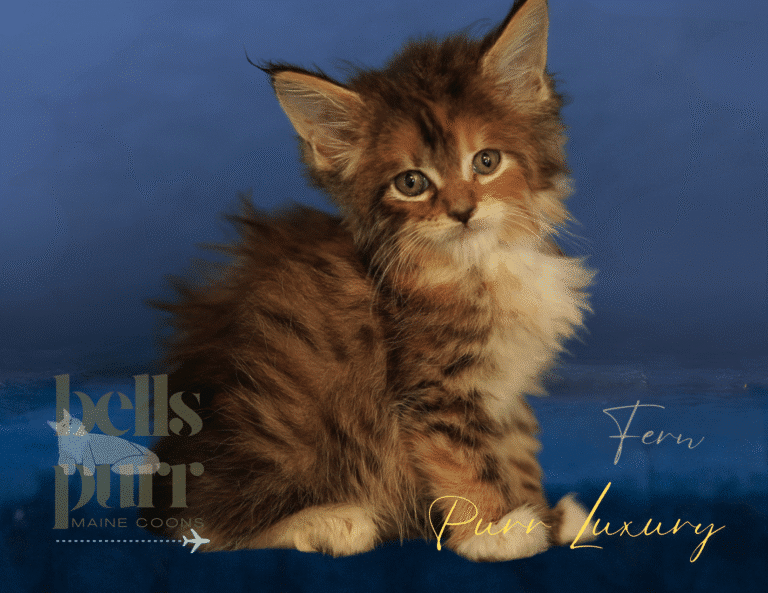 Rare and Striking Calico Maine Coon Kitten for Sale
