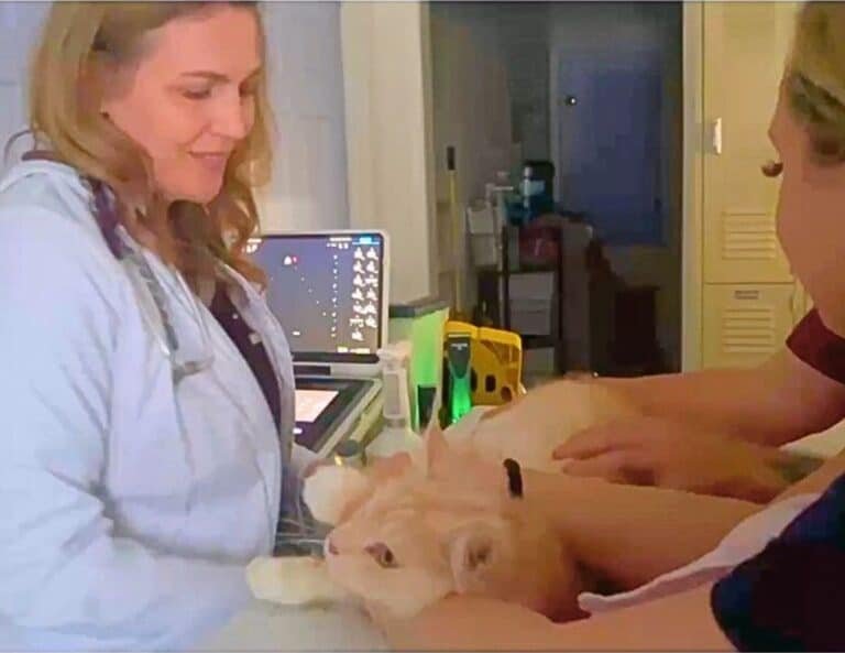 Bellspurr Queen Pinky Receiving an Echocardiogram Performed by a Veterinary Cardiologist