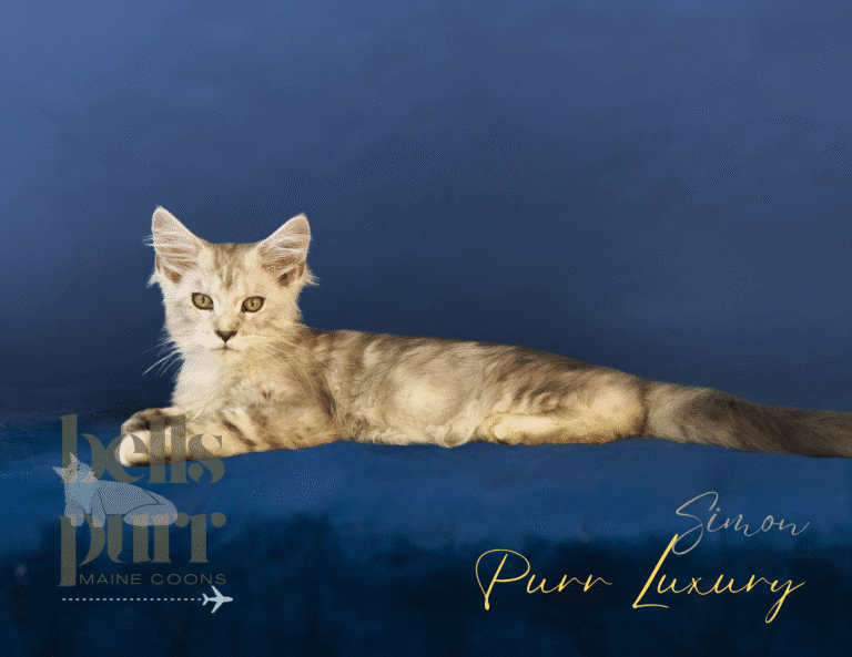 Simon – Black Silver Tabby Male Maine Coon Kitten for Sale