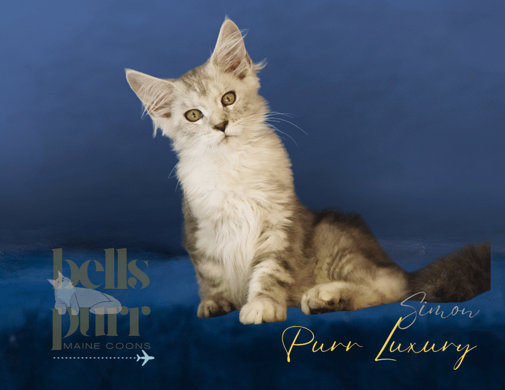 Simon  Black Silver Tabby Male Maine Coon Kitten for Sale