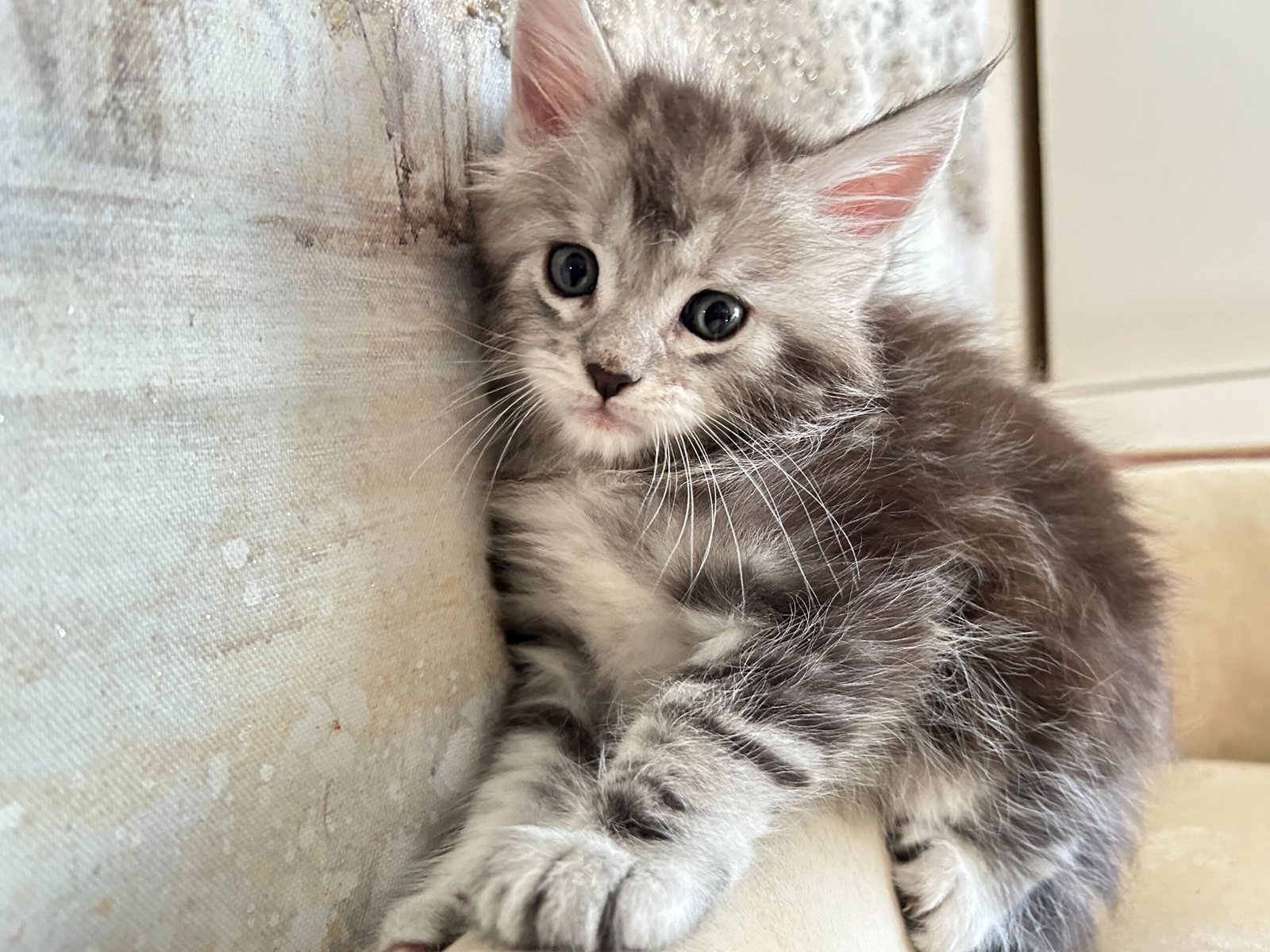 Bellspurr Black Silver Jaques Maine Coon Kitten