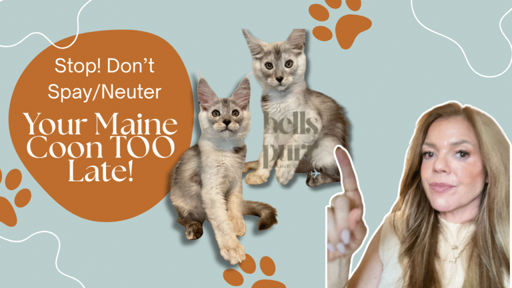 maine-coon-kitten-spay-neuter-bellspurr