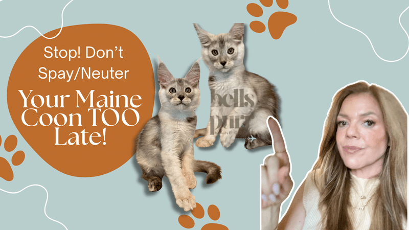 Maine coon kitten spay neuter bellspurr