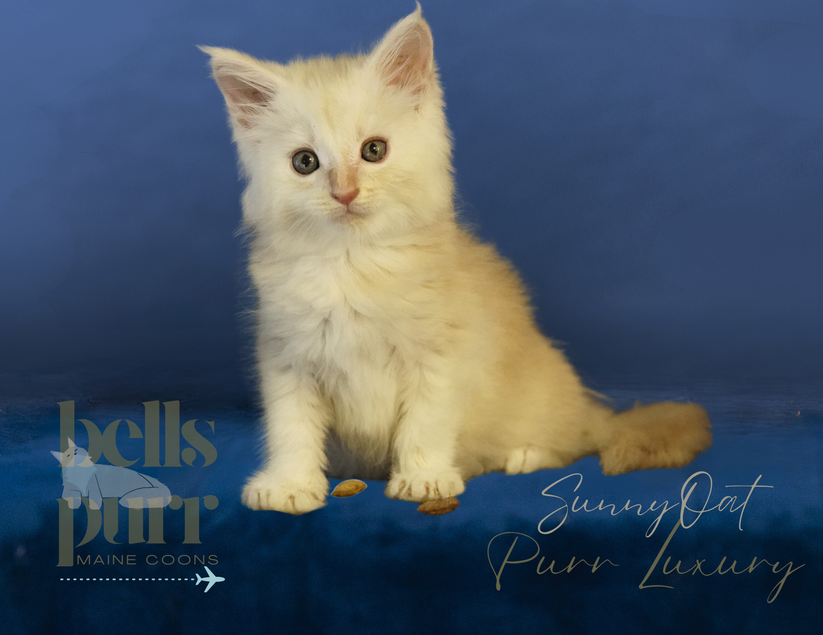Sunny Oat Red Smoke Male Maine Coon Kitten for Sale