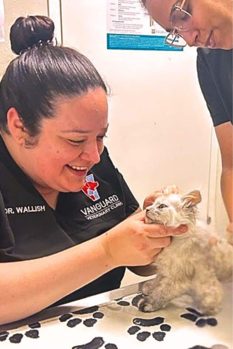 Veterinarian at Vanguard Clinic Examining a Bellspurr Kitten During Health Check
