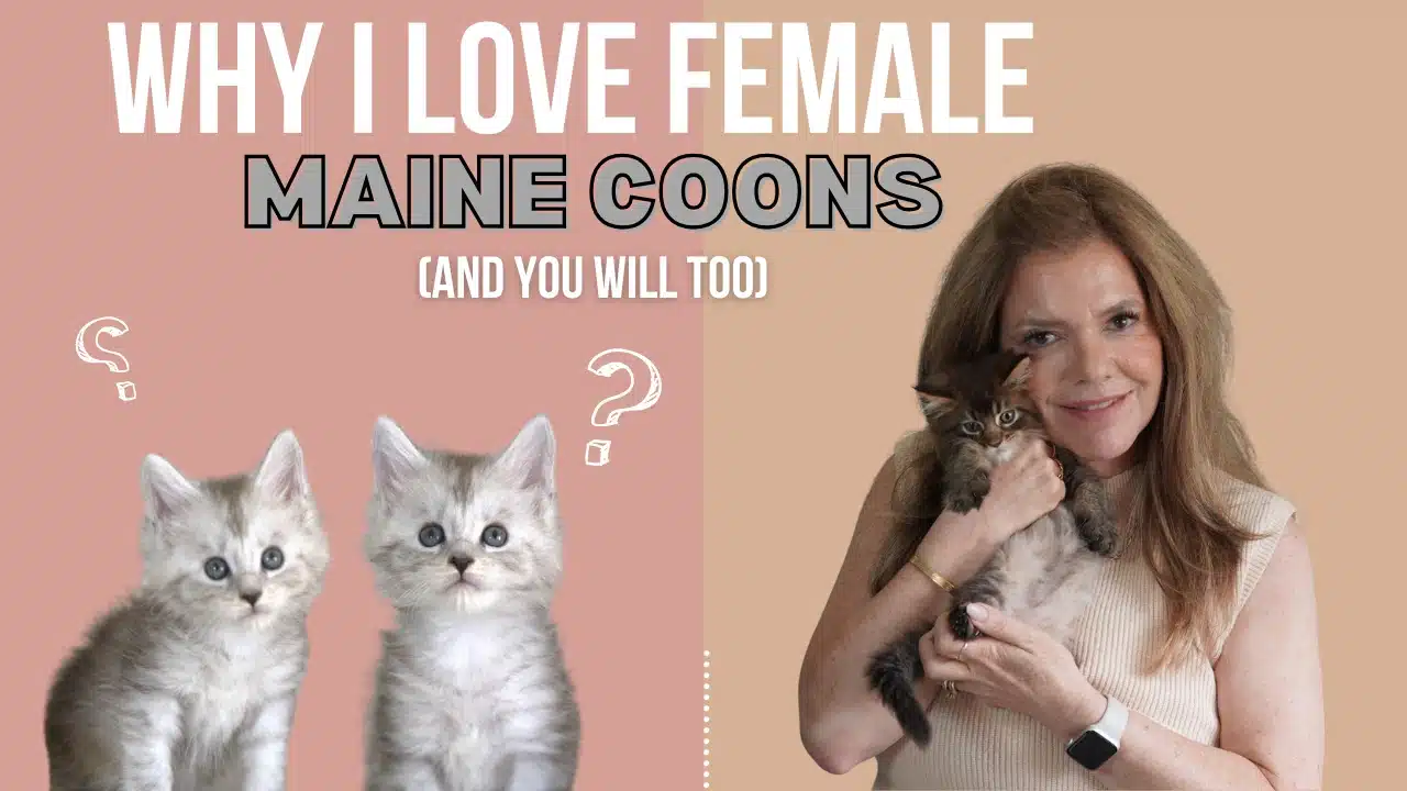 Why i love female maine coon kitten in san antonio