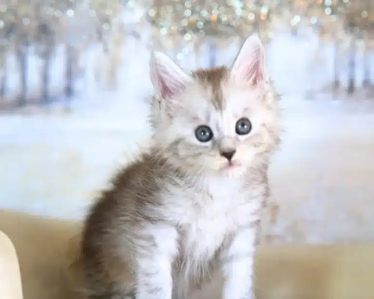 Black Silver Maine Coon Kitten in a Cozy Living Room Highlighting the Affectionate Nature of the Breed