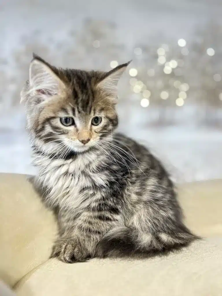Responsible Breeder Interacting with a Healthy Maine Coon Kitten in a Clean Cattery