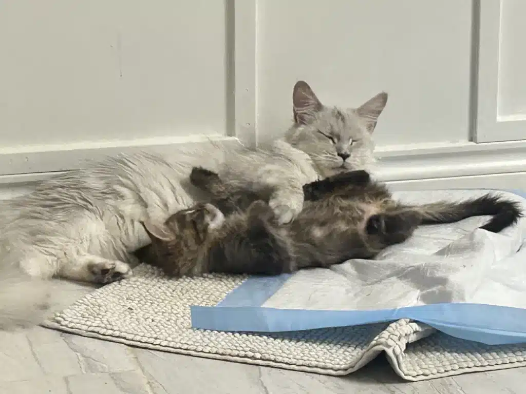 mom maine coon and kitten maine coon cuddling together