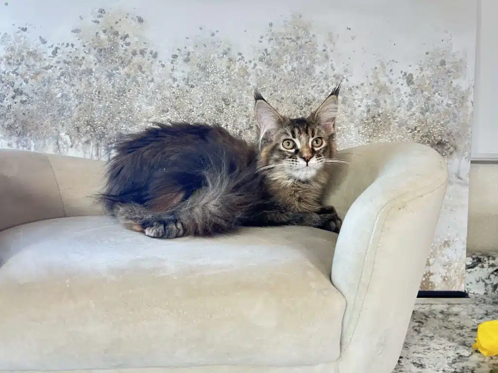 black tabby maine coon kitten