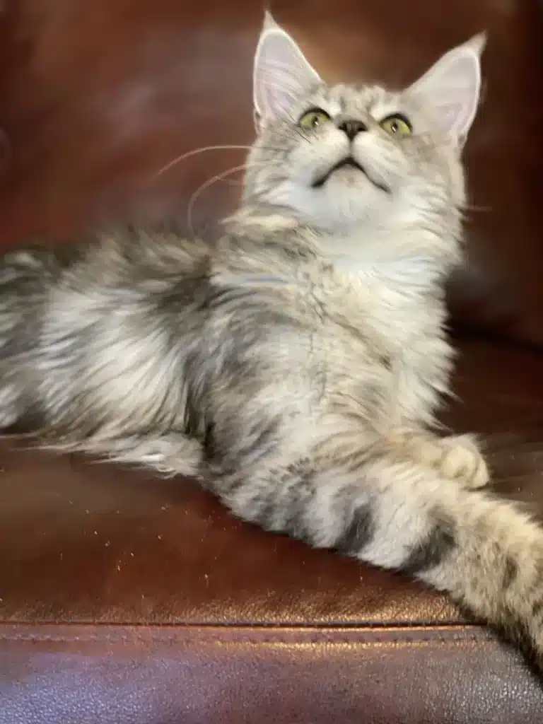 Playful Maine Coon Kitten Interacting with a Child in a Cozy Home Setting