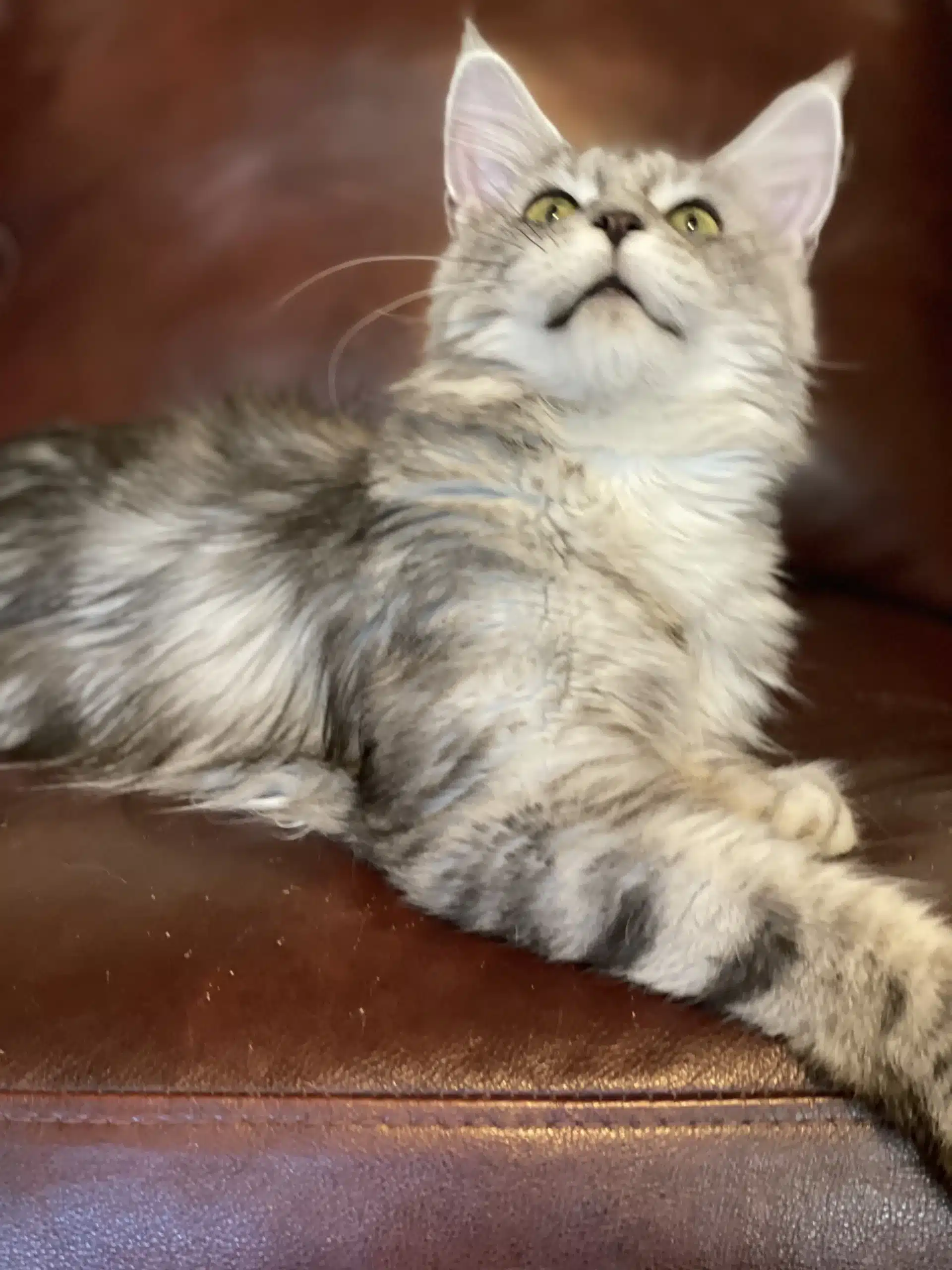 Playful Maine Coon Kitten Interacting with a Child in a Cozy Home Setting