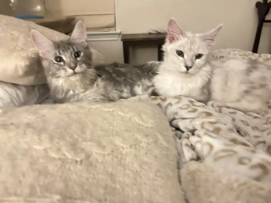 2 maine coon cats lying on a bed
