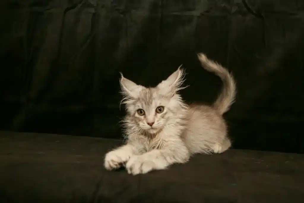 Maine Coon cat in a garden, representing health and wellbeing
