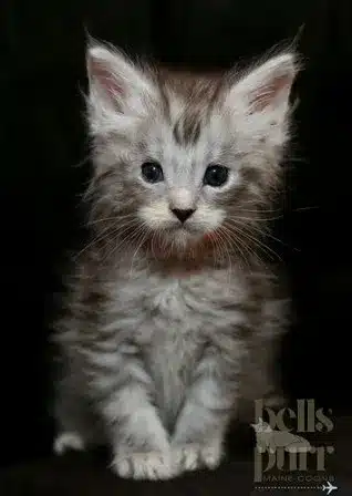 blue silver maine coon kitten in san antonio