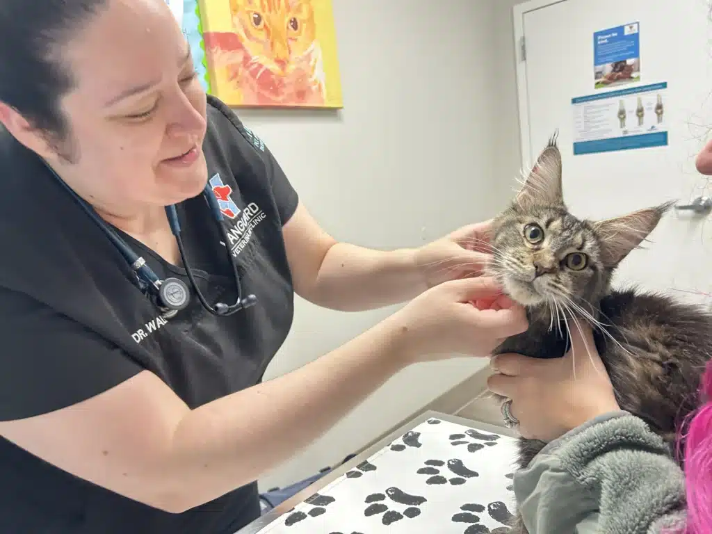 bellspurr maine coon kitten at the vet
