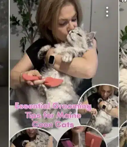 breeder lucy appel grooming a maine coon cat
