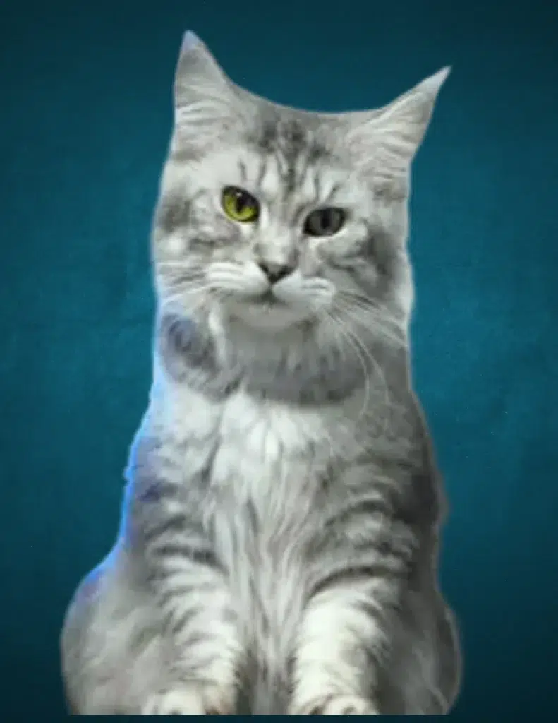 Lavender Maine Coon Kitten Gray Maine Coon cat with striking yellow and green eyes, set against a teal background, representing the breed's unique features and charm.