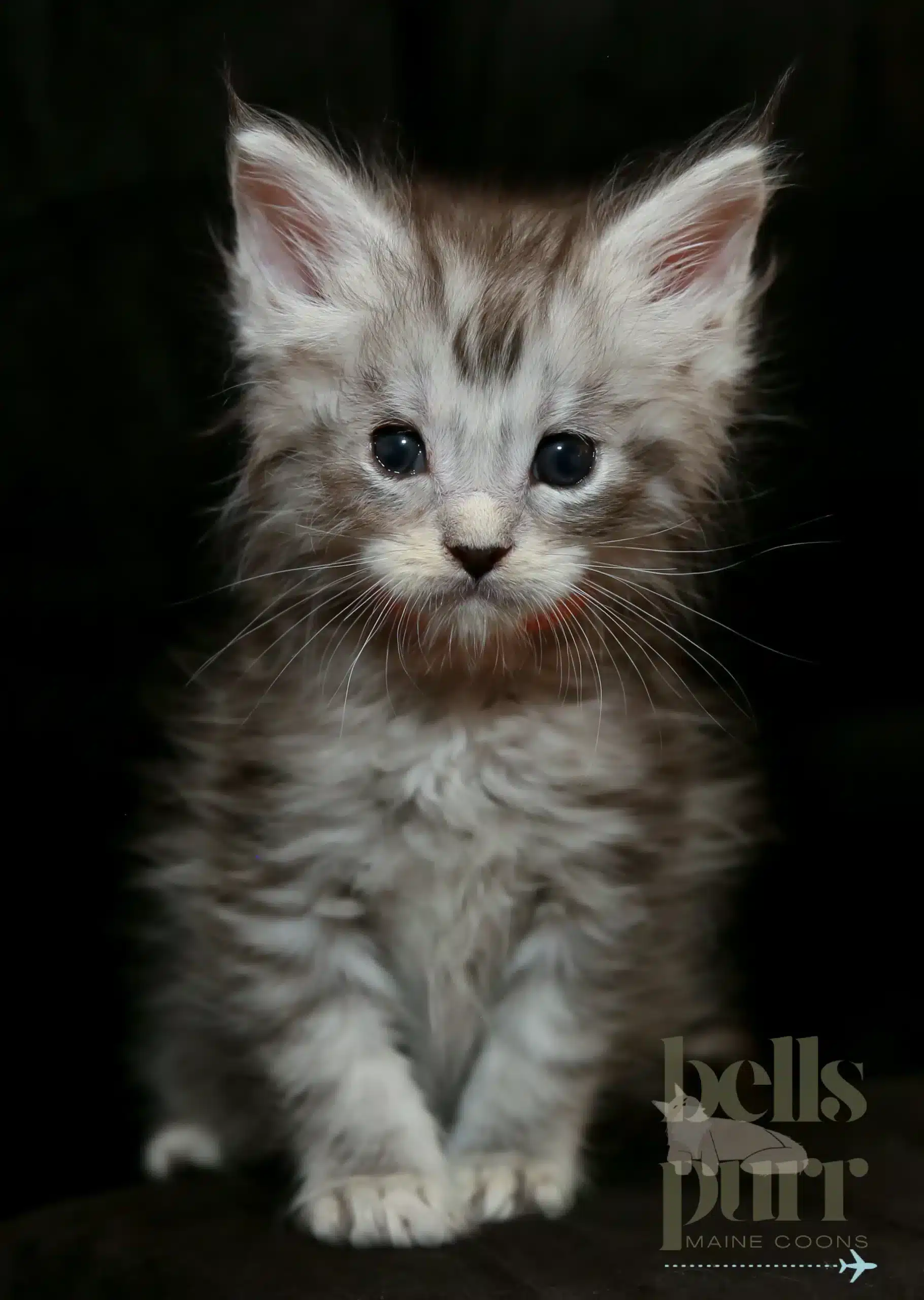 Onyx Black Silver Male Maine Coon Kitten