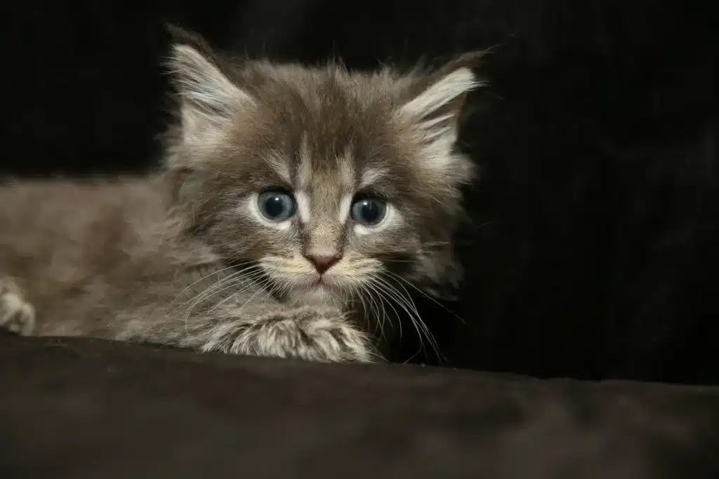 2 month old blue smoke maine coon kitten