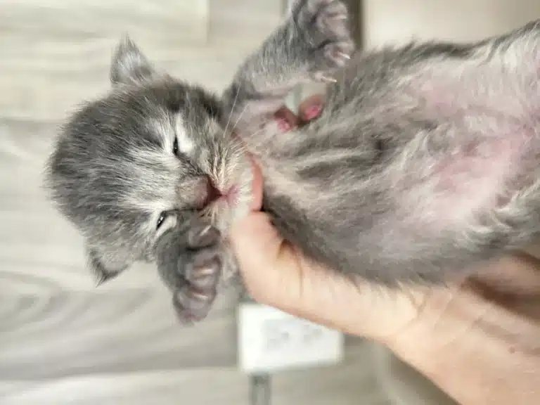 a Two Week Old Blue Smoke Maine Coon Kitten with Striking Silvery Fur
