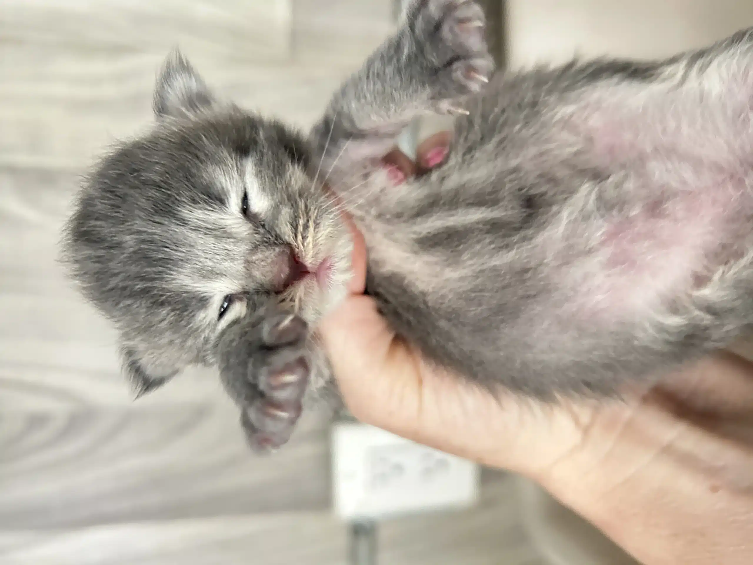 a Two week old Blue Smoke Maine Coon Kitten with Striking Silvery Fur