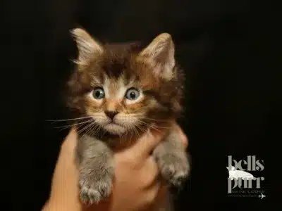 beautiful luxurious black tabby maine coon kitten in a luxurious background