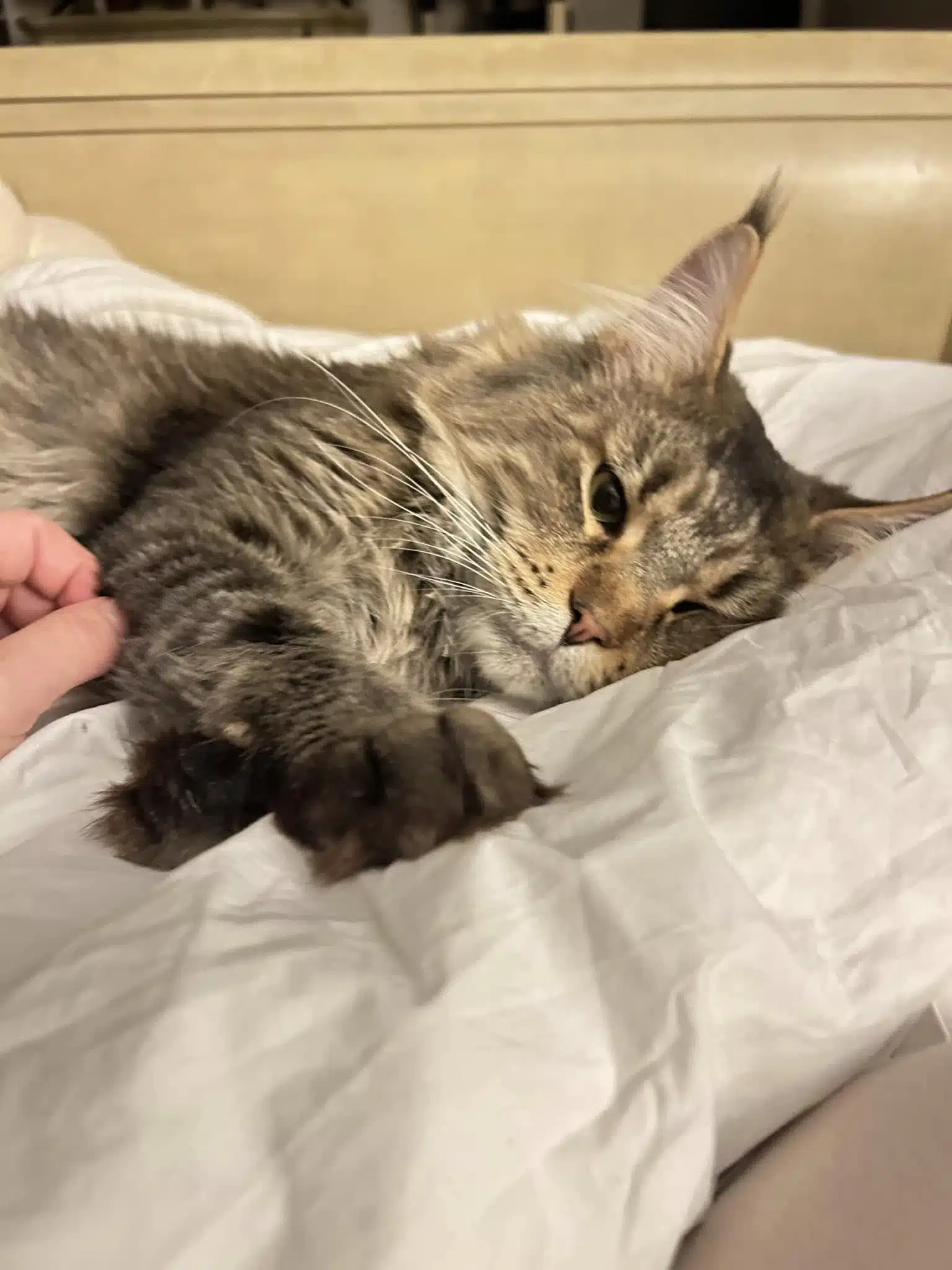 Best Ways to Train a Maine Coon Kitten at Home